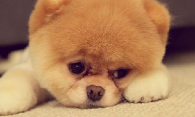 占星者戒指有必要拿吗（属狗的和什么属相克相害）