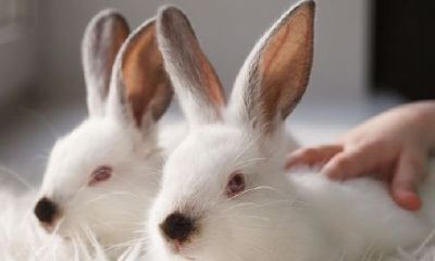 天赐姻缘的动物（姻缘是天地爷注定的）