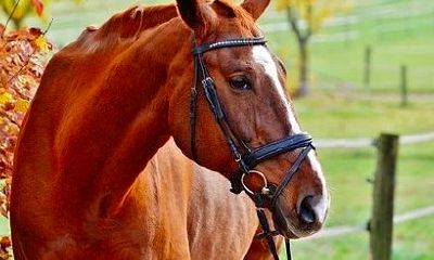 属马人2023年上半年运势及运程男（属鸡女和属马男相最配）