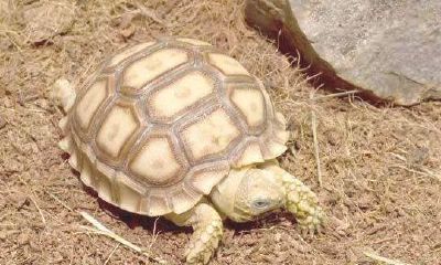 乌龟公的招财还是母的招财（风水说乌龟不能随便养）