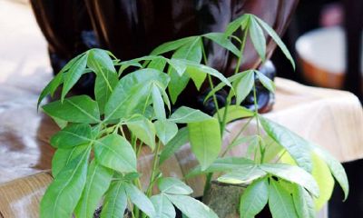 十种招财的花（吉利招财的花）