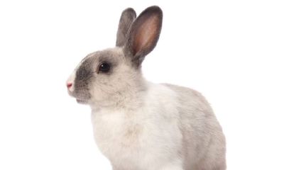 元宵节什么生肖相冲（属马的和什么属相相冲）