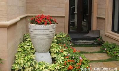 厨房摆什么花草旺财（室内摆放什么花草最旺财）