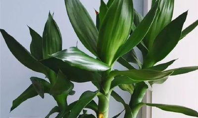 富贵竹养几颗才能招财（富贵竹养几根才最旺财）