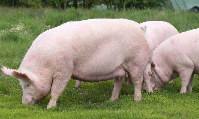 属猪男猪女适合做夫妻吗（95年属猪27岁婚姻状况）