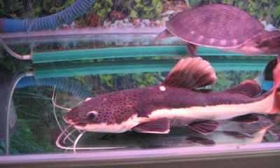 招财鱼怕光吗（招财鱼用什么灯光好）