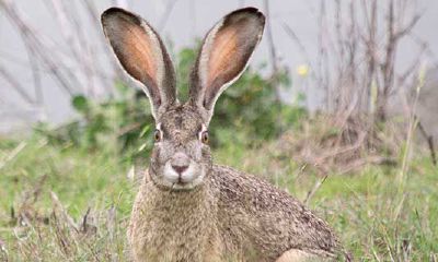 1975年属兔的命运如何（1975年属兔人的命运）