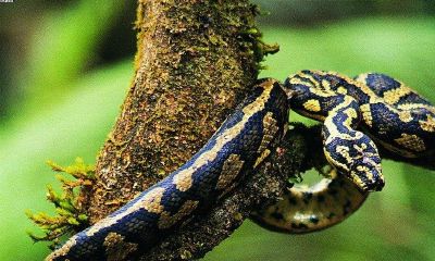 梦到好大的蛇咬我（梦见别人被大蛇咬了一口）