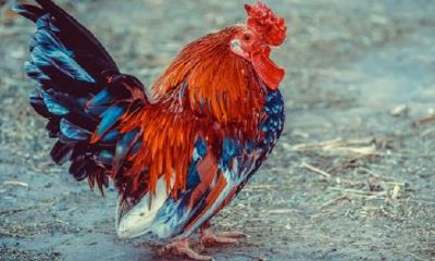 1993属鸡人2023年全年运势（1993年属鸡人2023年运势运程）