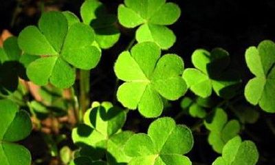 代表招财的鲜花花束（什么鲜花招财）