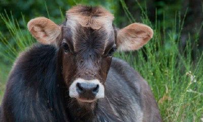 属牛人遇虎年运势如何（97年属牛女正缘在哪一年）