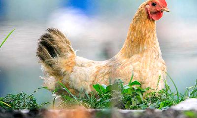 属鸡2023年每月的运势及运程（属鸡人2023年农历每月运程）