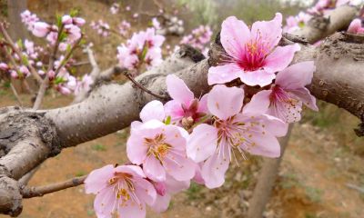 怎么样让桃花运旺（怎么能让桃花运旺盛）