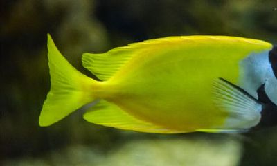 招财鱼是淡水鱼还是海水鱼（战船鱼和招财鱼的区别）