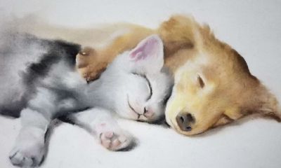 狗属于生肖吗（属狗女和哪个属相最配）