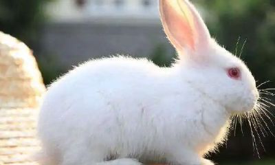 哪个生肖事业运好（一辈子超好命的生肖）