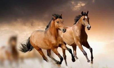 43属马今年的财运（43岁属马今年是什么运气）