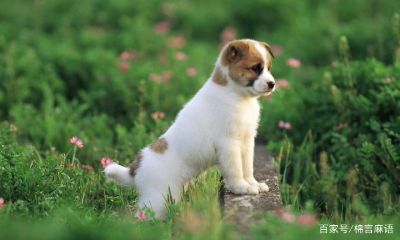 1982年五行缺什么（1982年属狗是什么命五行缺什么）