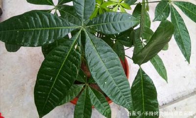 招财树怎么修剪好看又旺人（招财树怎么修剪最好看）