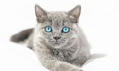 被猫咬了啥意思周公解梦（男人梦见被猫咬了是什么意思）