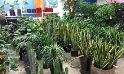 家里泡水风水预兆（家中风水旺的征兆）