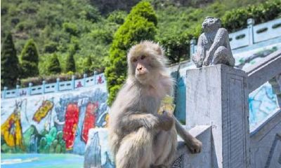 属猴的几月出生犯月（属猴犯月具体是什么）