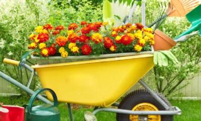 园林公司起名大全好听大气带义（园林公司起名大全好听大气）