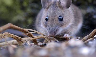 年份生肖排行榜（十二生肖对应年份表）