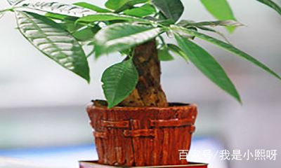 招财树什么时候换盆（招财树换盆需要剪根吗）