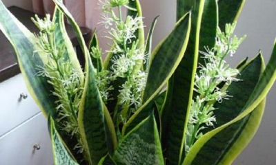 室内养什么花最旺姻缘（八字佩戴什么招桃花旺姻缘）