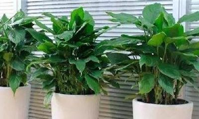 属羊养什么花招桃花运（属羊的种什么花运气好）