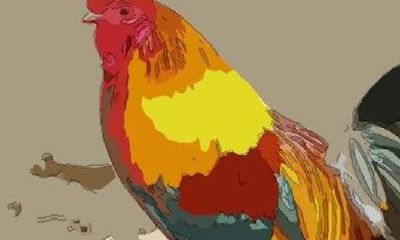 属鸡的人今年财运什么样（生肖鸡今年财运怎么样）