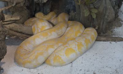 女人做梦梦到大蛇寓意什么（女人梦见很大的蛇）