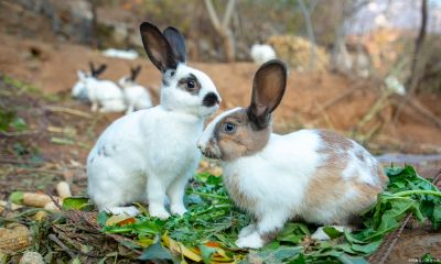 2023年属兔的运势和财运1986年（1986年属虎运程）