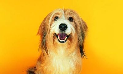 12月属狗添丁吗（属狗12月出生是什么命）