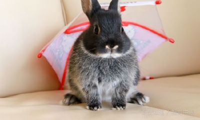 75年属兔与属鼠（75年属兔女和什么属相最配）