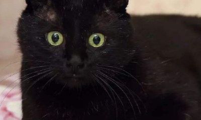 梦见猫袭击我并把它打死了（梦见我把猫打死了是什么意思）