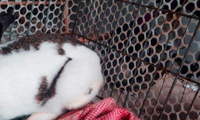 兔和猪的属相合不合（兔和牛属相合不合）