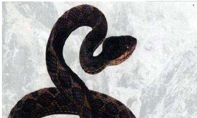 梦见被蛇追啥意思（梦见被蛇追好不好）