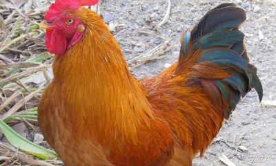 属鸡怕什么年（属鸡人最怕的人是谁）