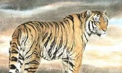 属虎女和什么属相相配（属虎女和什么属相最配婚姻）