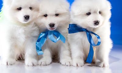 属狗的人跟属什么的人最合适（属猴和属狗的婚姻如何）