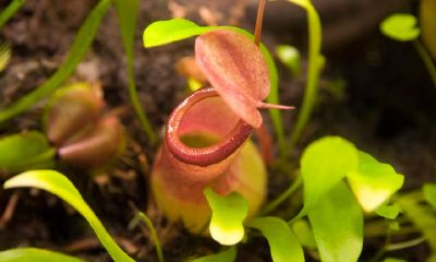 阝阴宅风水直断吉凶（阴宅风水绝断秘法）