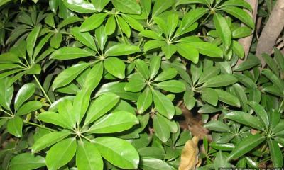 喜欢阴暗的室内植物招财植物（室内招财植物有哪些）