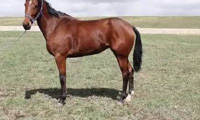 2002属什么生肖属相（2002年属马的最佳婚配）