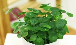 属蛇的家里摆什么最好（属蛇人风水摆件）