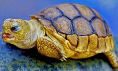 家养的乌龟死了有什么预兆（属龙的人可以养什么植物）