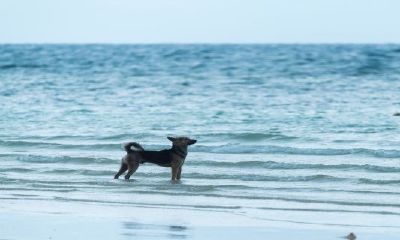 94年属狗人的运势怎么样（1994属狗的贵人是什么属相）