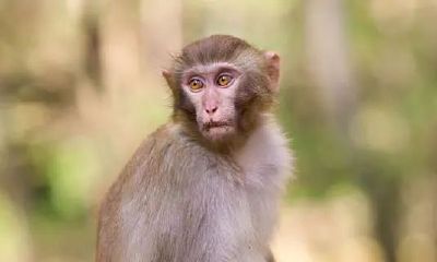 92属猴的运势今天（属鼠今日运势）