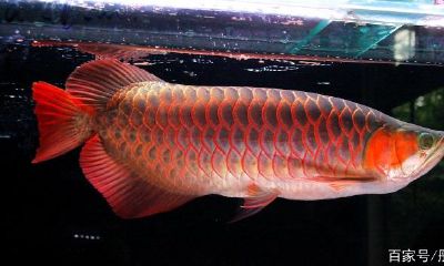 养龙鱼的风水（养龙鱼的风水忌讳）